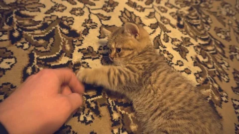 The striped kitten plays with a hand Stock Footage 102045345