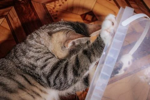 A striped kitten plays with a transparent plastic. 스톡 사진