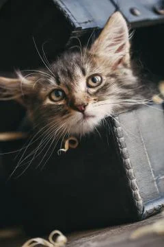 A striped kitten pulled her head out of the chest Stock Photos