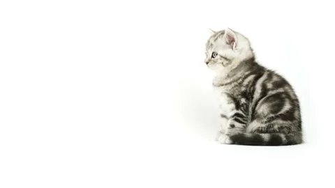 Striped kitten sits sideways. Kitten on a white background. Stock Footage 171547782