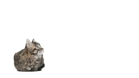 Striped kitten on white background Stock Footage 76012690