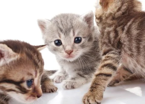 Striped kittens Stock Photos