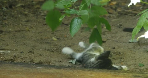 Striped kittens playing Stock Footage 94077961