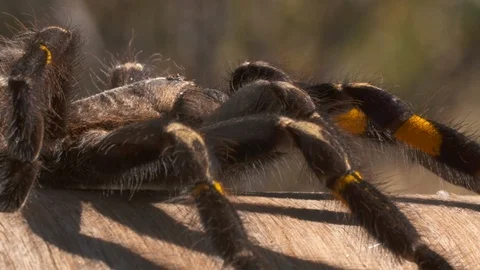 Striped Knee Tarantula Walking Backwards Video stock 111266295