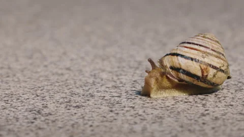 Striped Land Snail in Close-Up on Textured Surface Stock Footage 343499538