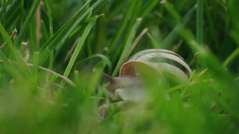 Striped Land Snail Moving Through Green Grass in Close-Up Stock Footage 343499548