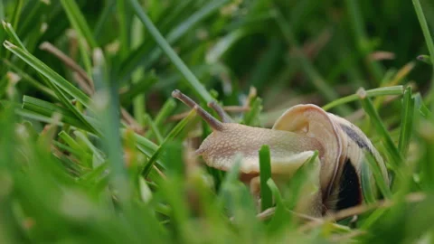 Striped Land Snail Peering Through Grass Stock Footage 343499724