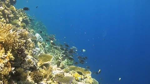 Striped large-eye breams Vídeo Stock 51594879