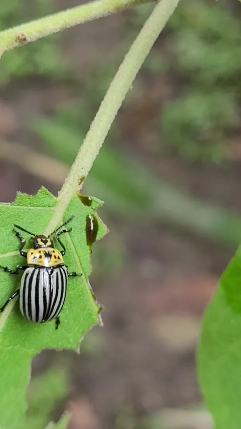 Striped leaf beetle feeding on green plant leaf in tropical garden 스톡 동영상 343521350