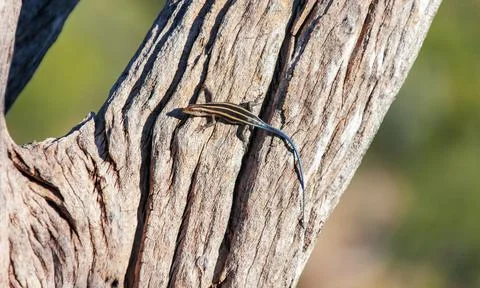 Striped lizard with blue tail basks on tree trunk. Stock Photos