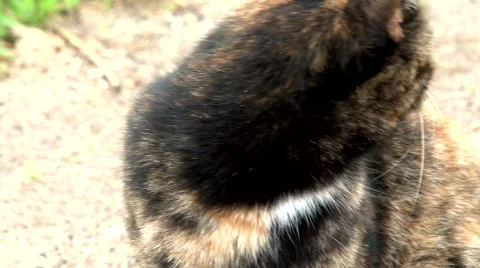 Striped looking cat on the road Stock Footage 874308