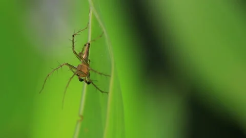 Striped lynx spider Stock Footage 156572646