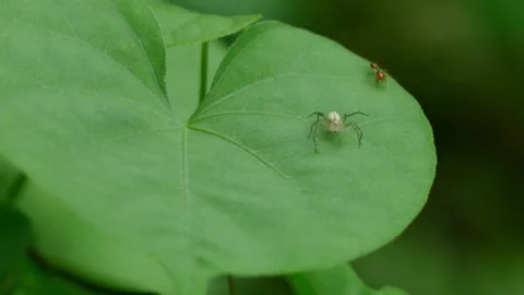 Striped Lynx Spider on Green Leaf. Stock Footage 313815669