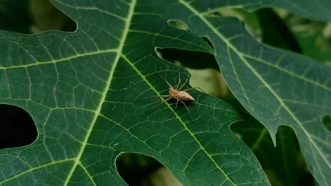 Striped Lynx Spider or Oxyopes on a papaya leaf in the garden Stock Footage 329460073
