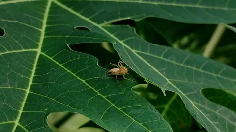 Striped Lynx Spider or Oxyopes on a papaya leaf in the garden 스톡 동영상 329460074