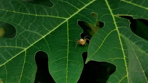 Striped Lynx Spider or Oxyopes on a papaya leaf in the garden Stock Footage 329460075