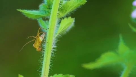 Striped lynx spider small insect dancing back and forward on a green plant Stock Footage 241579763