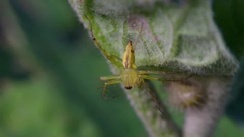 Striped lynx spider is a small, spiny-legged spider. Video stock 327137130