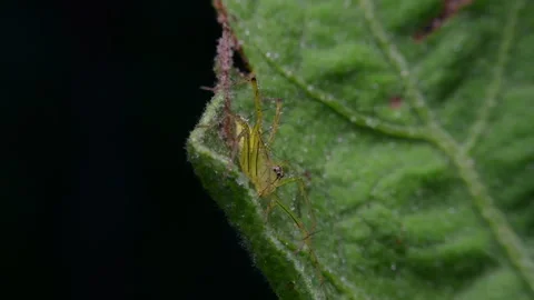 Striped lynx spider is a small, spiny-legged spider. Stock Footage 327137155