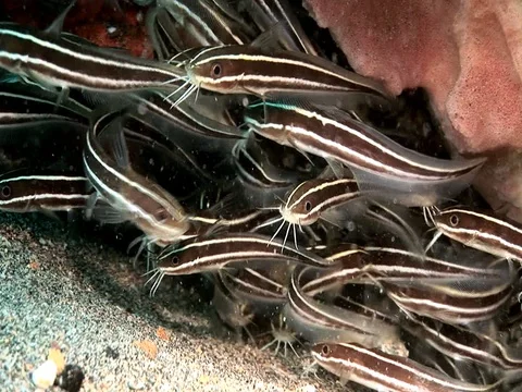 Striped Marine Catfish Stock Footage 98670004