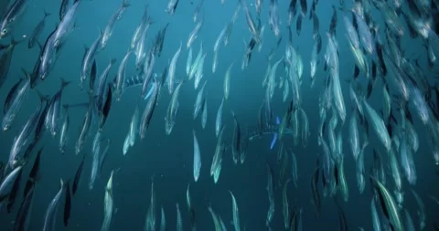 Striped Marlin Hunting Through Dense Sardine Bait Ball Underwater Stock Footage 334638550