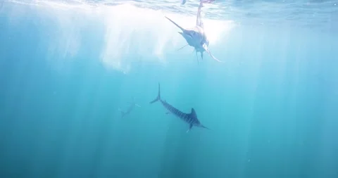 Striped Marlins Circling Beneath Sunlit Ocean Surface Stock Footage 341639463