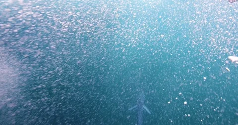 Striped Marlins Hunting Beneath Dense Underwater Bait Ball in Mexico Stock Footage 341639384