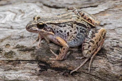 Striped Marsh frog resting on log Stock Photos