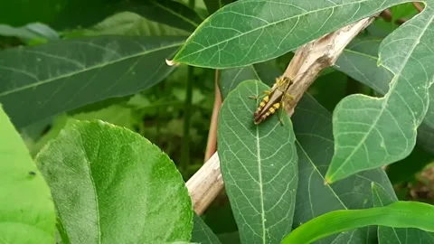 Striped Migratory Grasshopper Crawling on Green Leaf in Garden. Macro footage 스톡 동영상 335125517