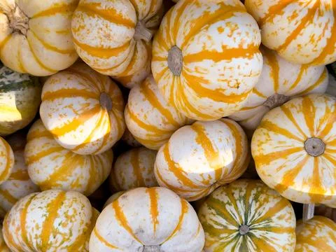 STRIPED MINI PUMPKINS Stock Photos