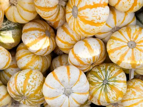 STRIPED MINI PUMPKINS Stock Photos