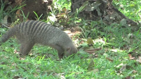 Striped Mongoose Chobe Video stock 951934