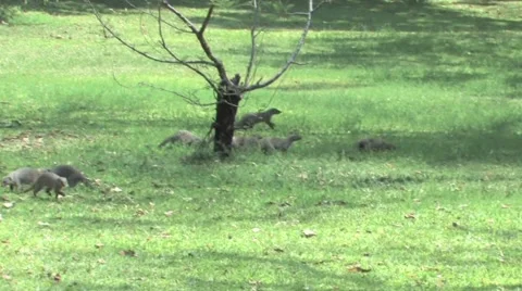 Striped Mongoose Chobe Stock Footage 951947