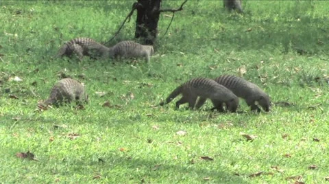 Striped Mongoose in Chobe Stock Footage 951958