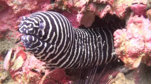 Striped Moray eel Stock Footage 22314927