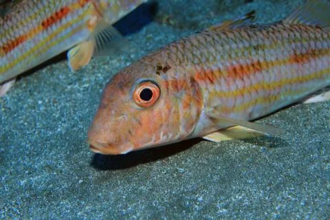 Striped mulled fish Stock Photos