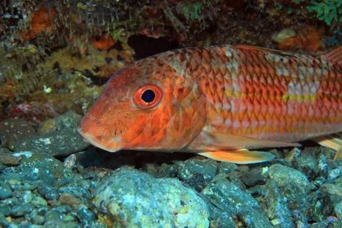 Striped mulled fish Stock Photos