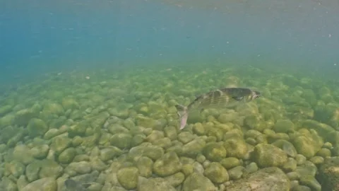 Striped mullet shallow pebble reef 4k Vídeos de archivo 336839974