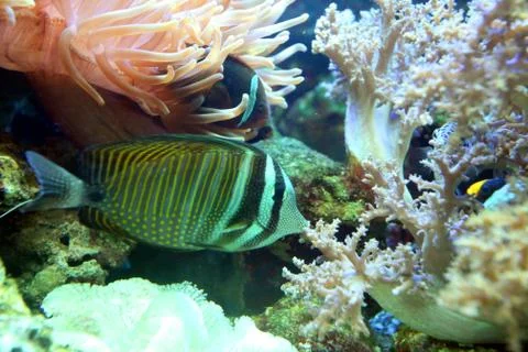 Striped, multi-colored fish was quiet between corals and algae Stock Photos