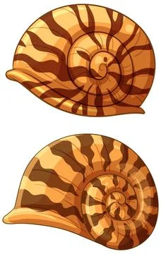 Striped Nautilus Shell Vector Illustration イラスト素材