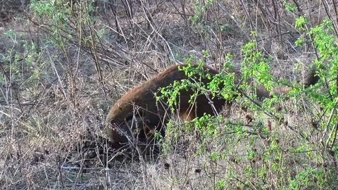 Striped-necked Mongoose dig for food and feed in dung in bushy savanna Stock Footage