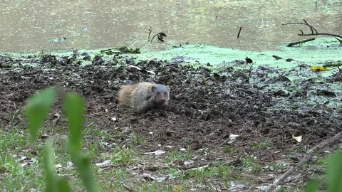 Striped-necked Mongoose laying on ground beside waterhole looking Stock Footage 79249423