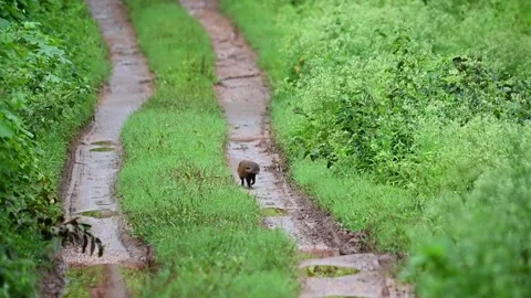 Striped necked mongoose standing up on its hind legs in Kabini national park Stock Footage 282653642