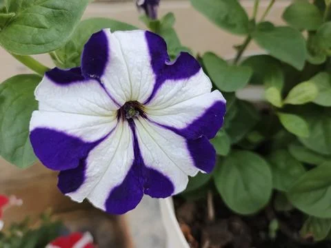 Striped or star patterned petunia purple and white star pattern Purple Star 写真素材