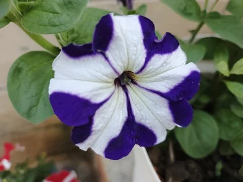 Striped or star patterned petunia purple and white star pattern Purple Star 写真素材