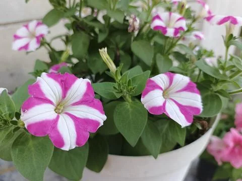 Striped or star patterned petunia purple and white star pattern Purple Star 写真素材
