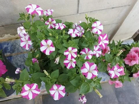 Striped or star patterned petunia purple and white star pattern Purple Star Stock Photos