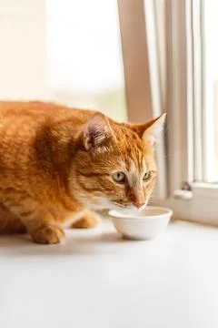 Striped orange cat eats a dry feed, lay on windowsill. well-fed red cat lie.. Stock Photos