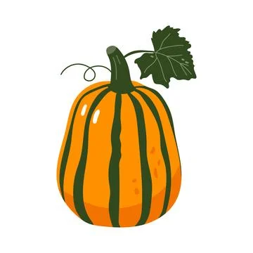 Striped orange pumpkin vector illustration autumn harvest decorative vegetabl Stock Illustration
