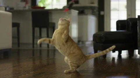 Striped Orange Tabby Cat Jumping at String inside House Stock Footage 39615649